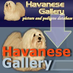 Havanezer database