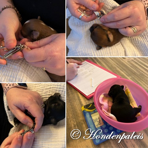 wegen en nageltjes knippen