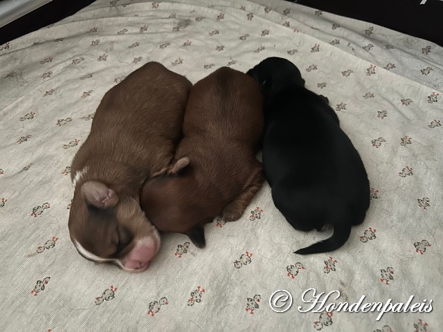 tevreden puppies