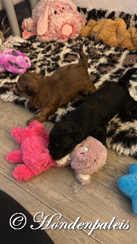 eerste stapjes in het puppy paradijs